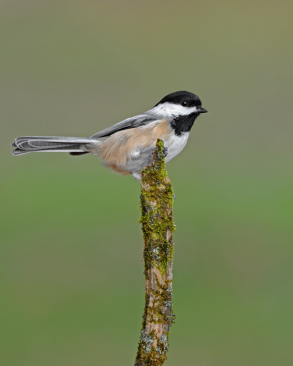 Black-capped Chickadee