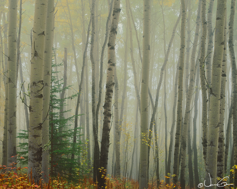 Aspens and Fog