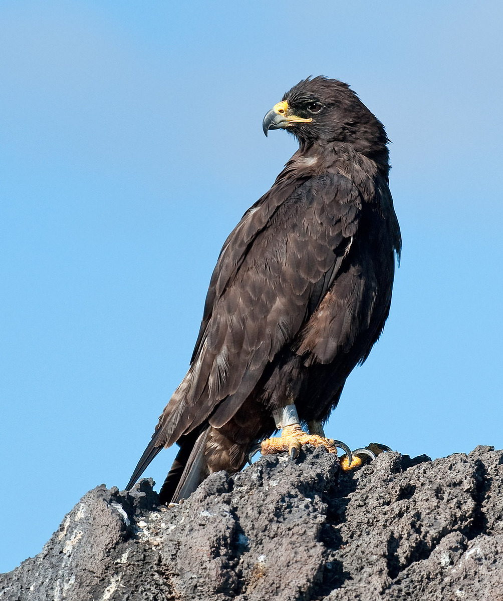 Galapagos Hawk