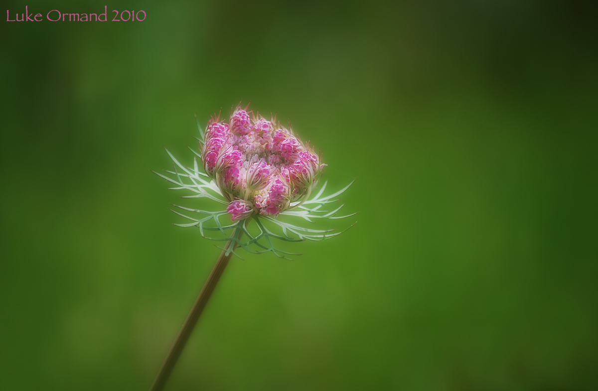 Pink Queen Anne's Lace