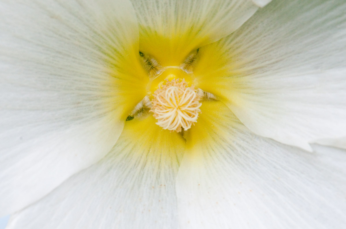 Fall Hollyhock