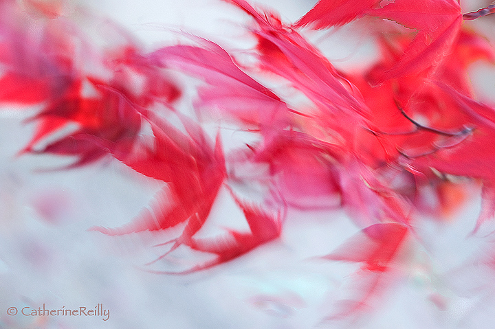 The Winds of Autumn