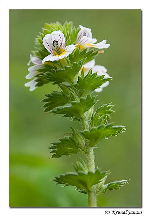 Eyebright