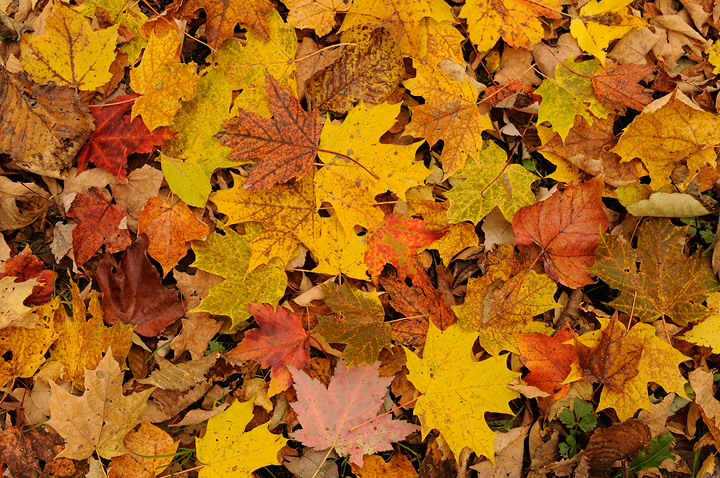 Autumn Maze