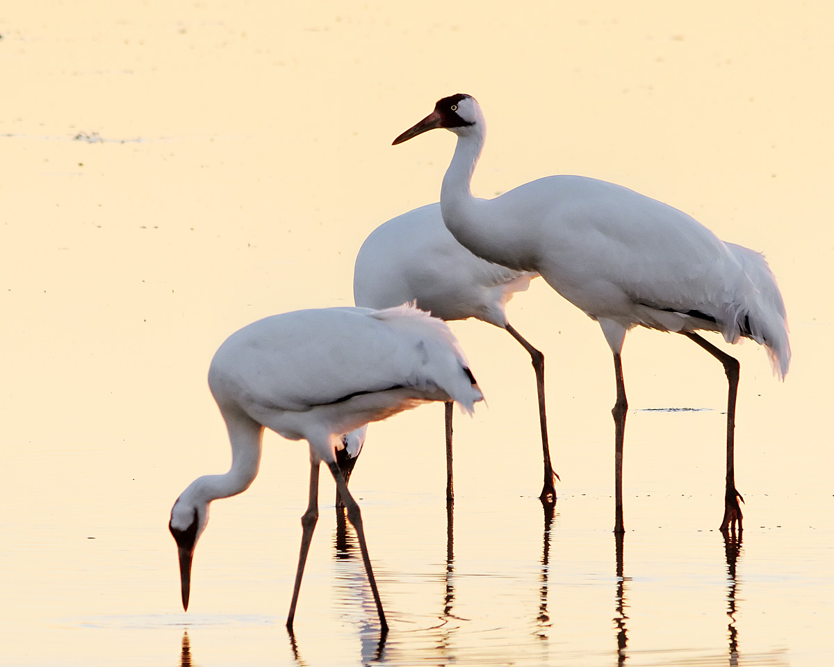 Whooping Cranes