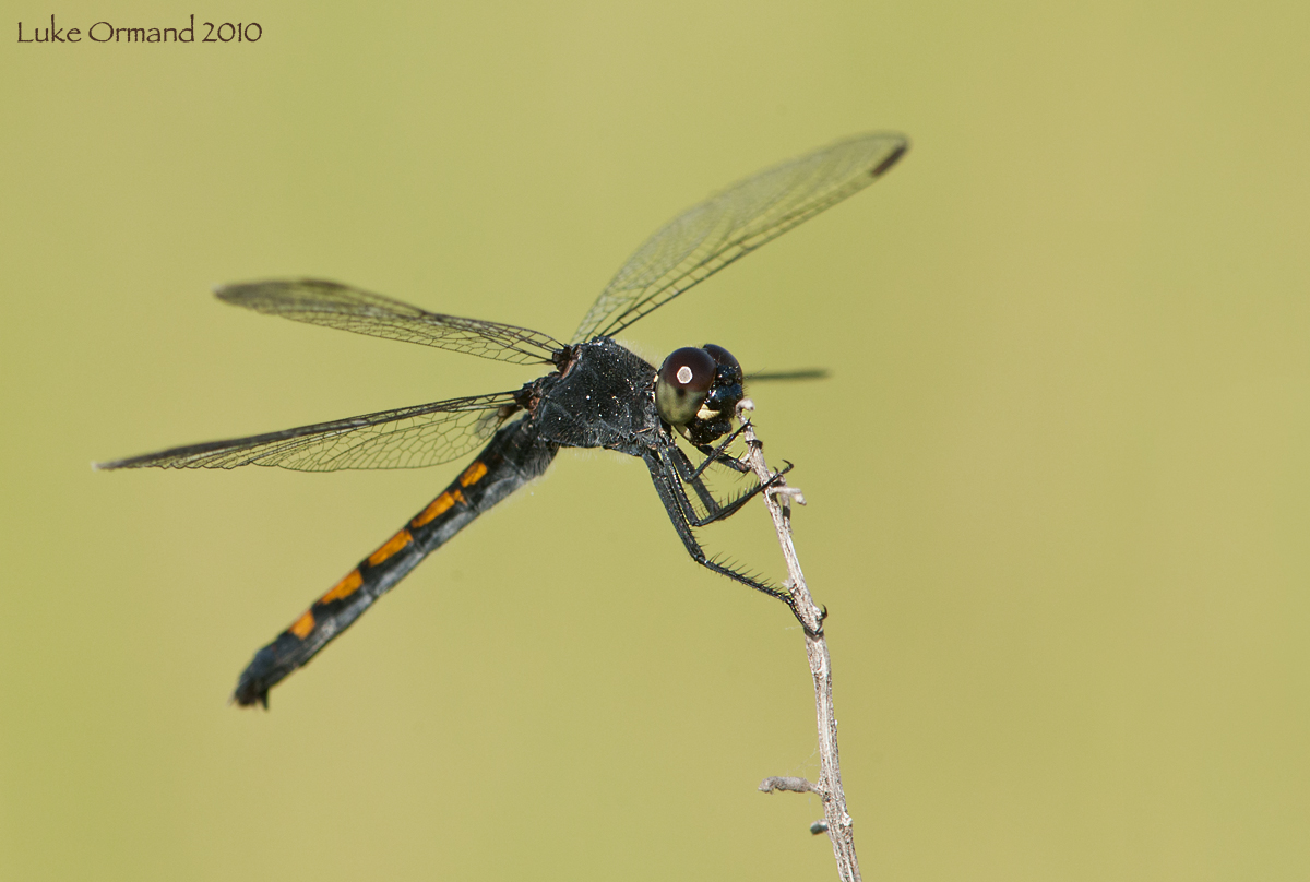 Seaside Dragonlet (M)