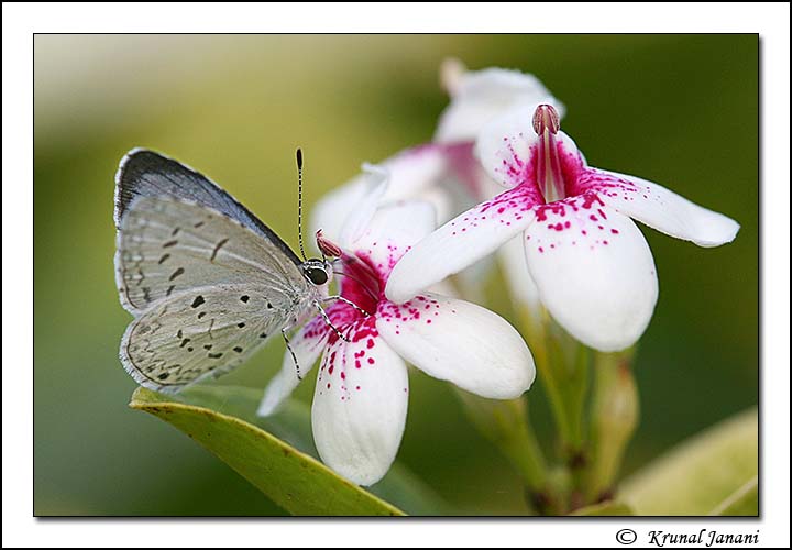 Common Hedge Blue