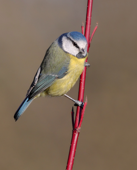 Blue Tit