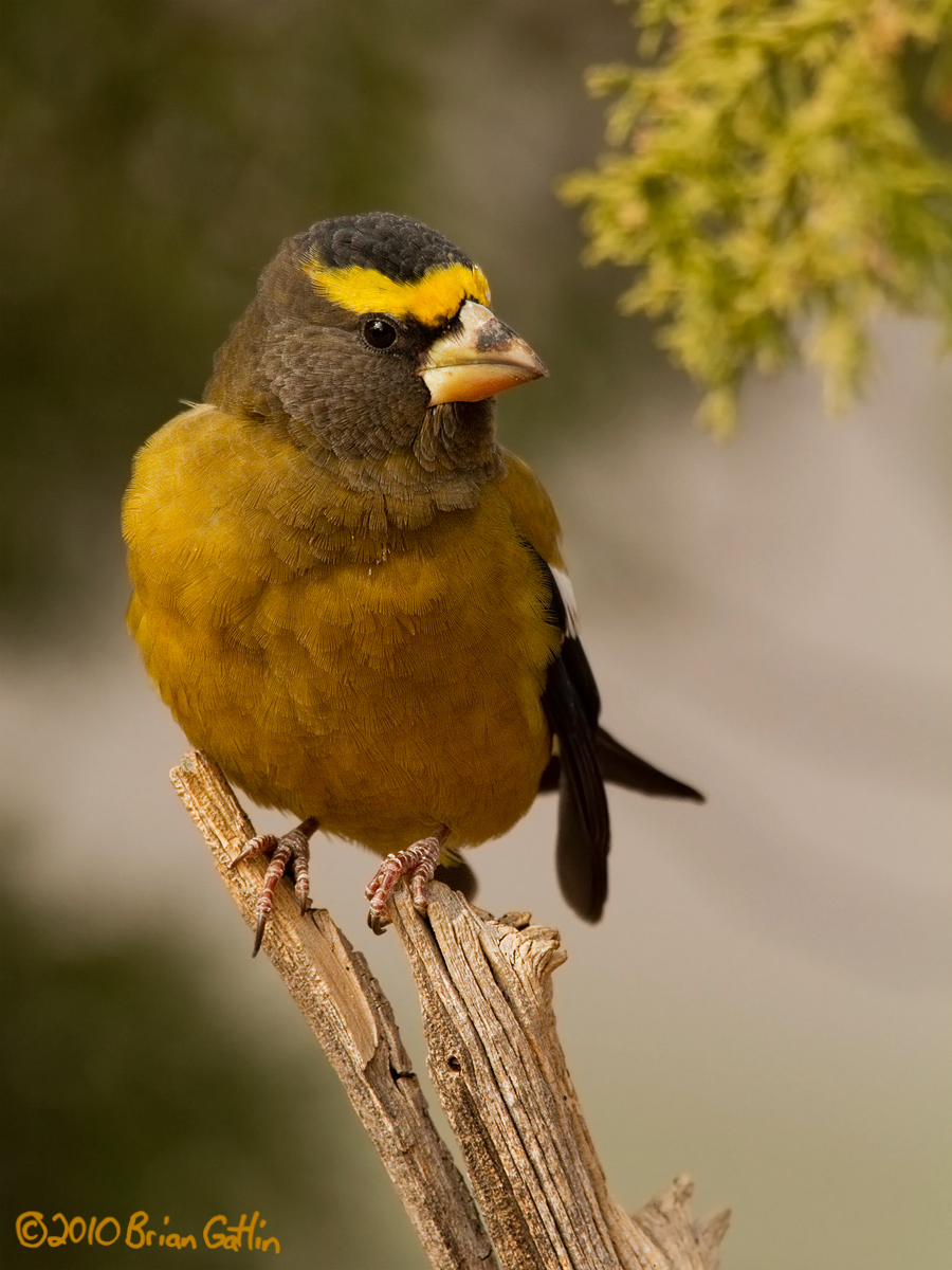 Evening Grosbeak