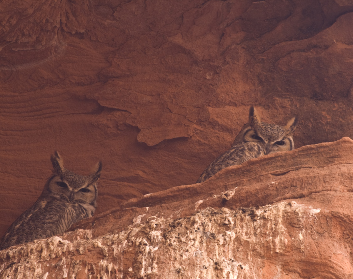 Owl Canyon