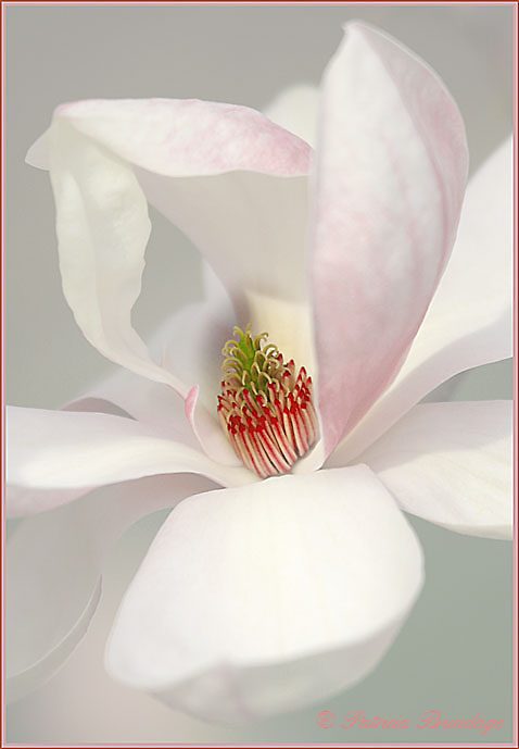 Magnolia in Soft Focus