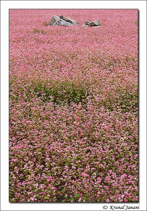 Buckwheat