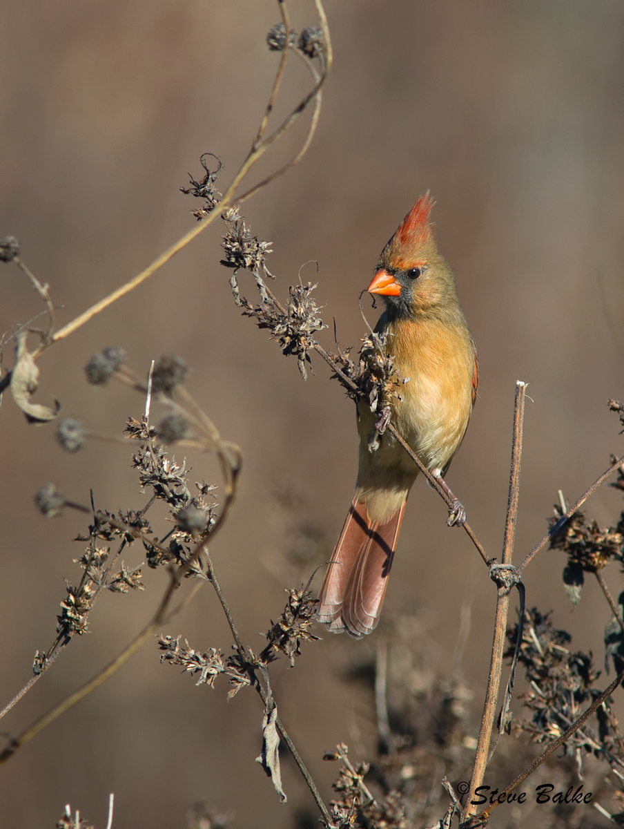 Northern Cardinal