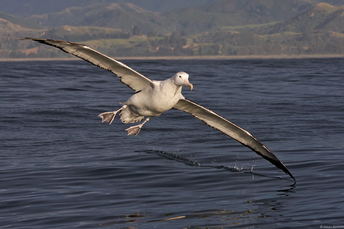Wandering Albatross