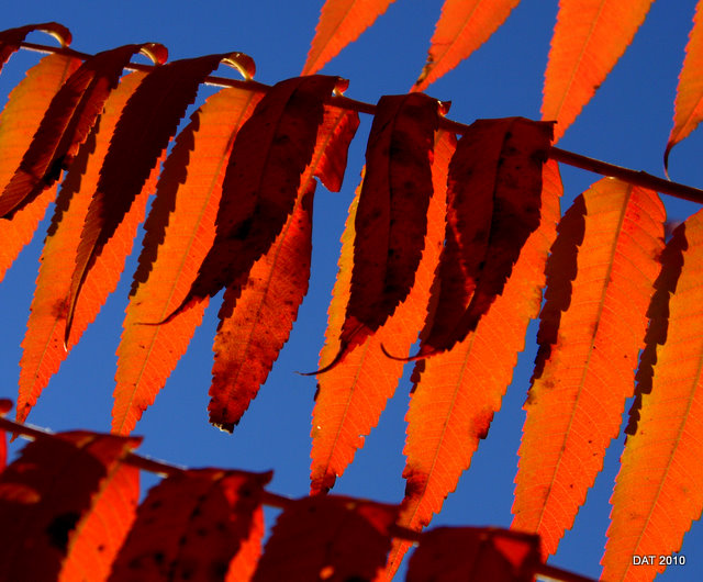 Sunny Sumac