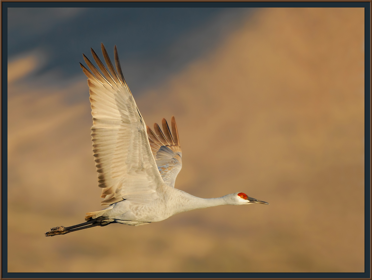 Sandhill in Flight