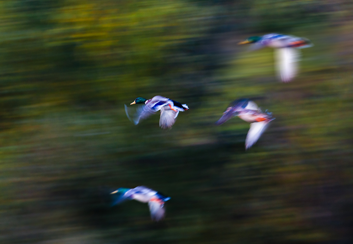 Speed
