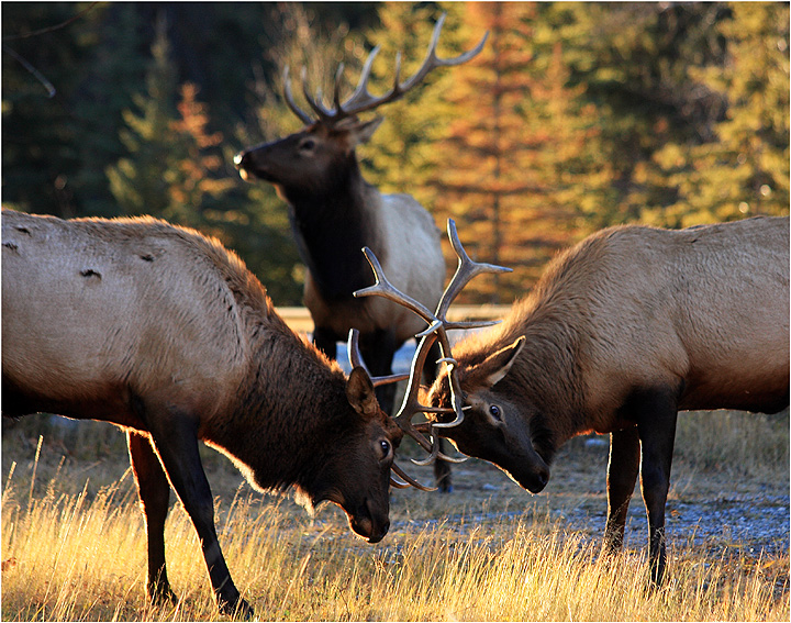 Elk fight