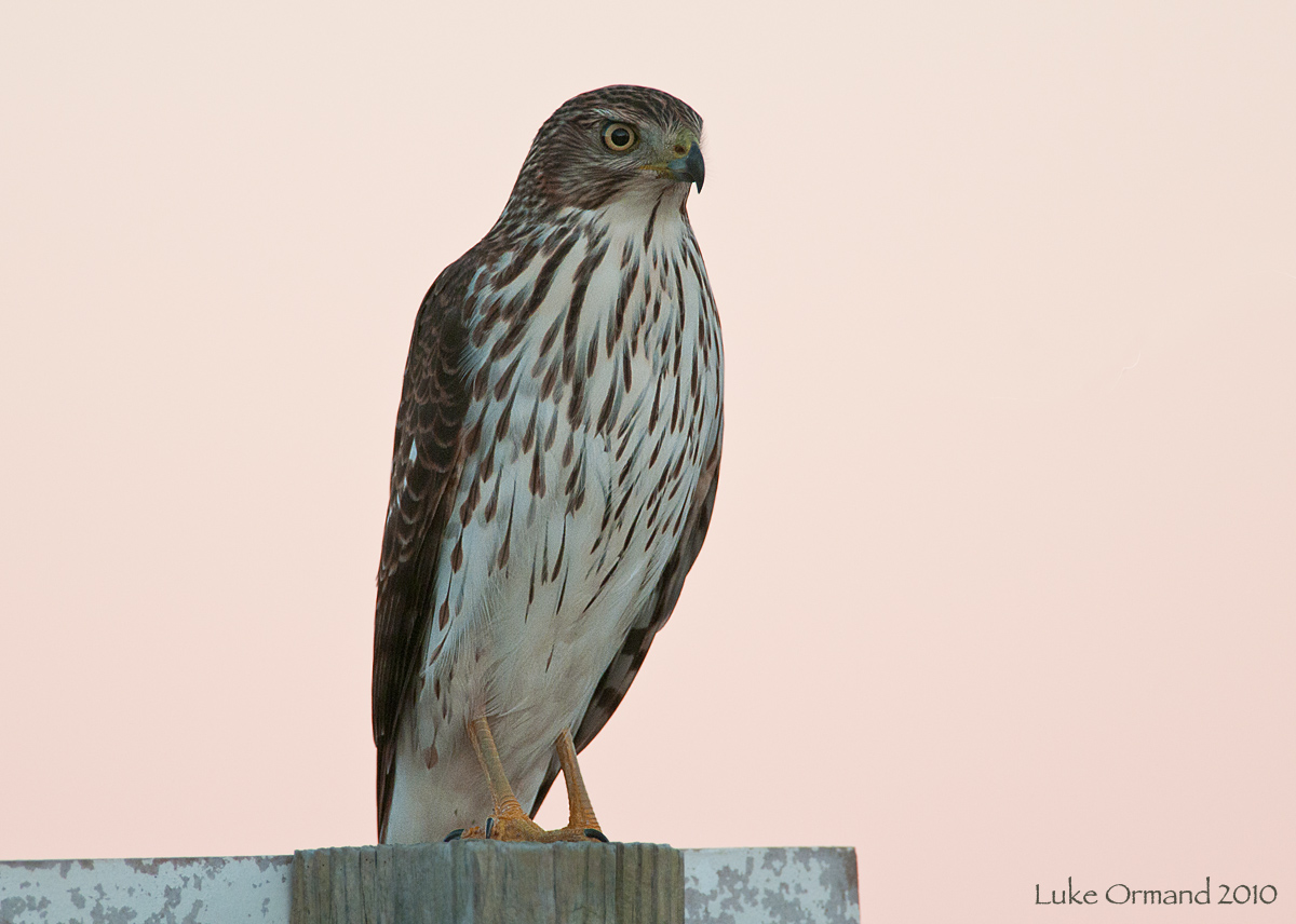 Juv. Cooper's Hawk