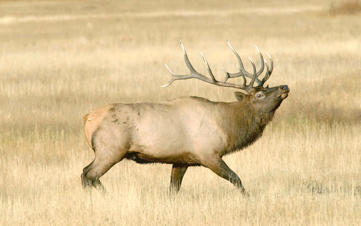 Feisty bull elk