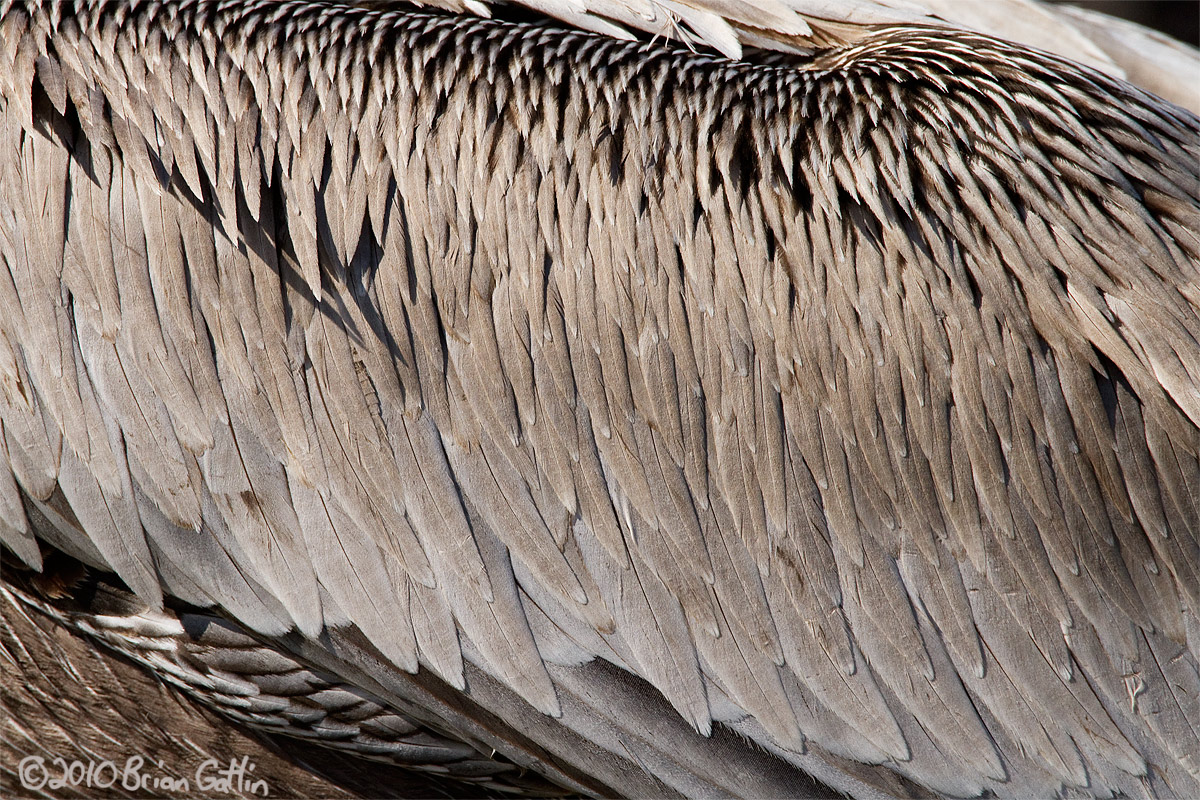 Pelican Abstract