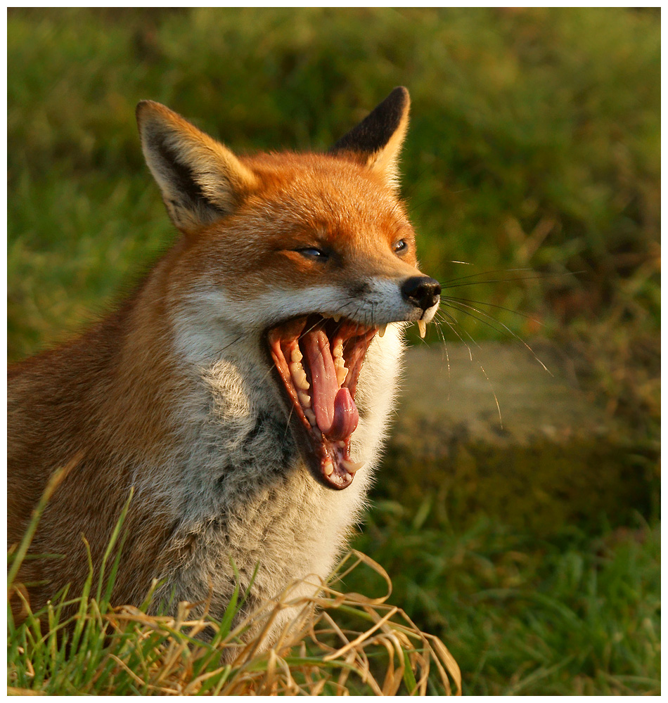 Fox (c)