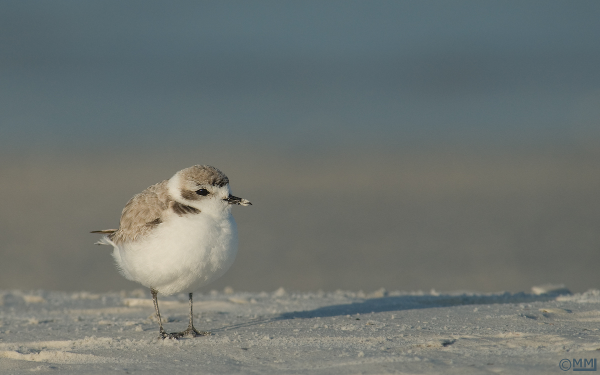 Snowy Plover