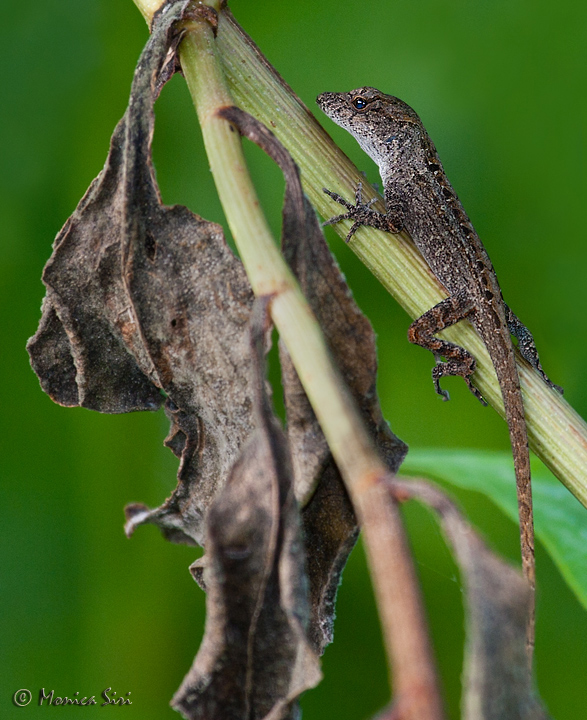 Little climber