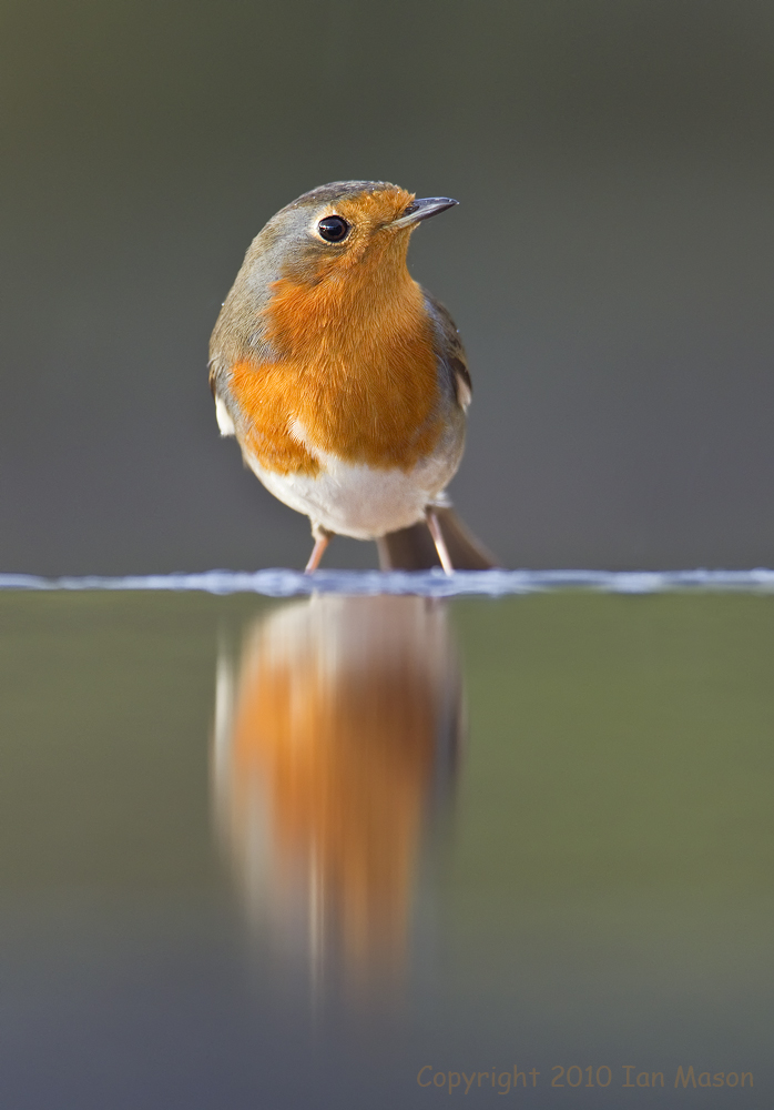 Robin