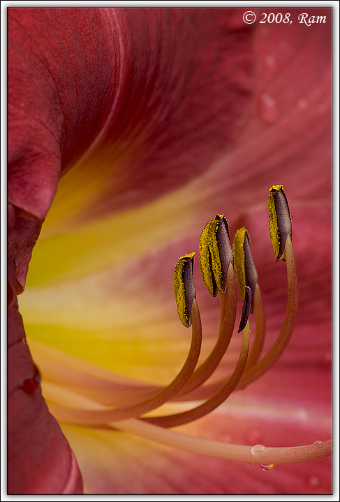 Daylily
