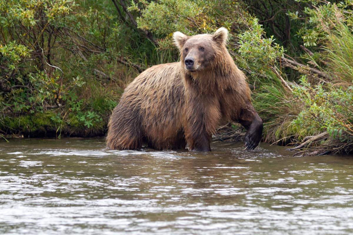 Battle Creek Bear #2