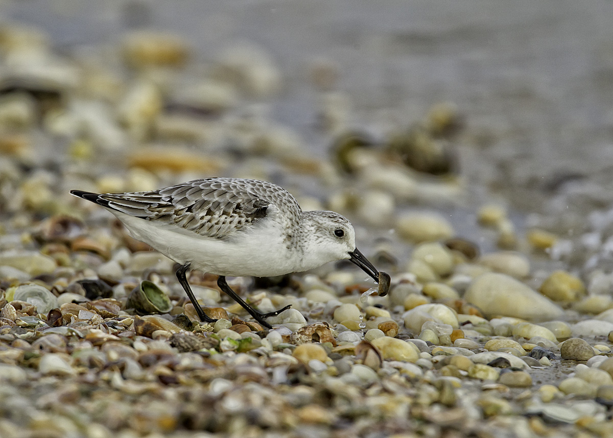 Sanderling