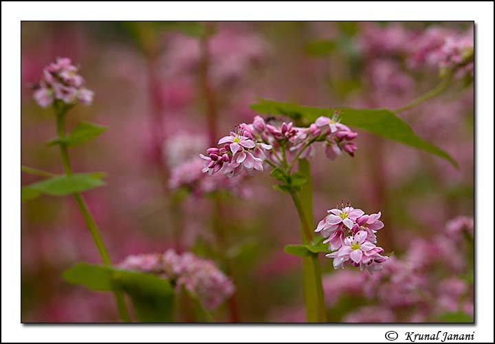 Buckwheat 2