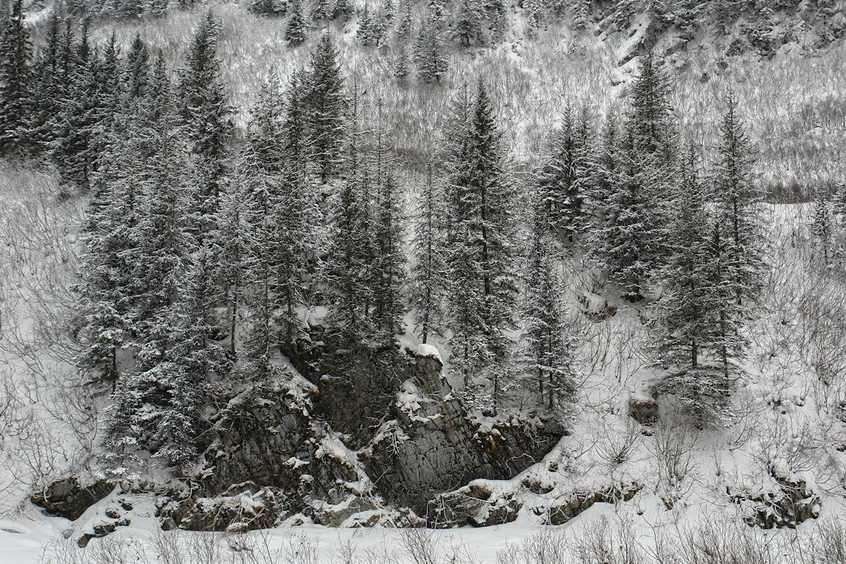 #458 - Lightly Dusted