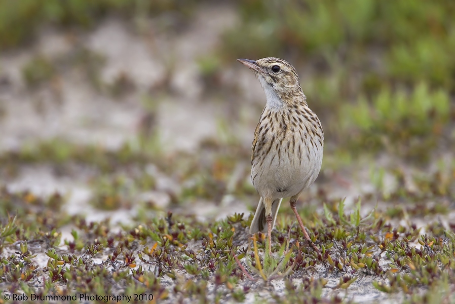 Australian Pipit