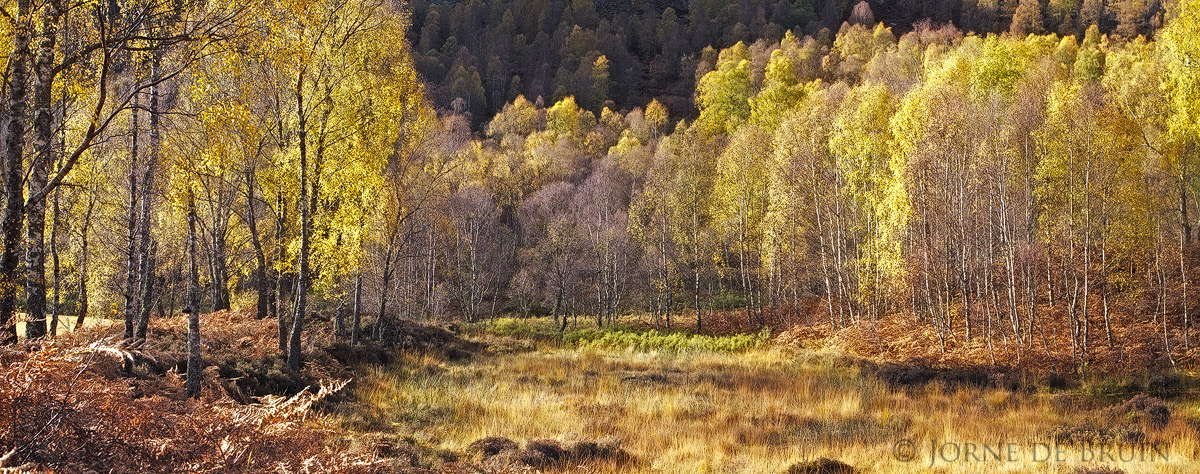 Golden Glade