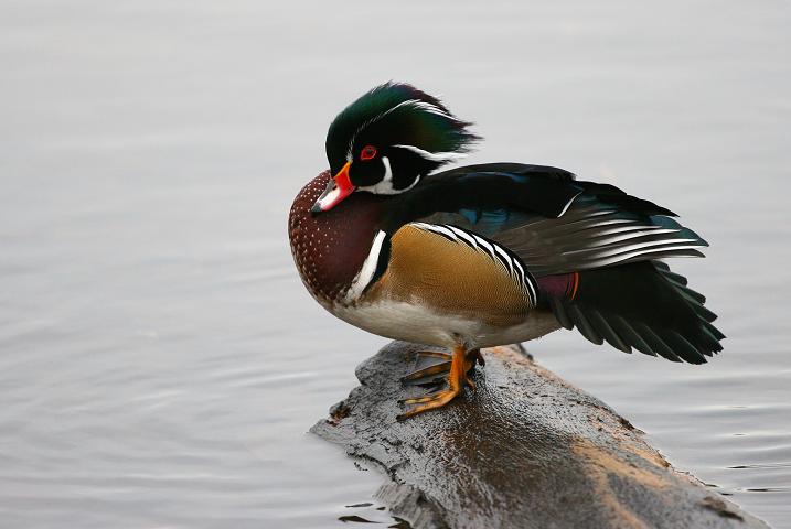 WOOD DUCK