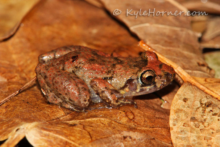 WC #458 - Greenhouse Frog