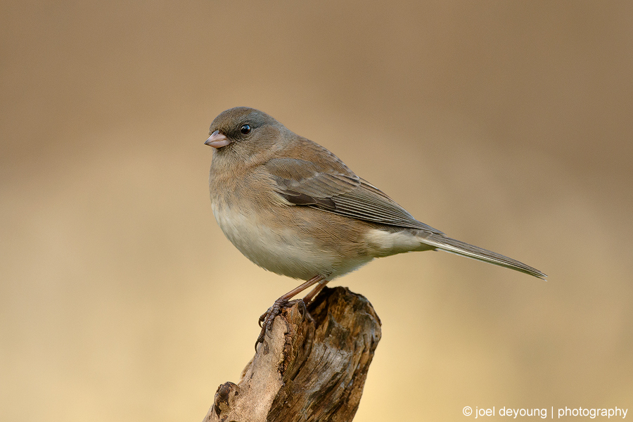 Dark-eyed Junco