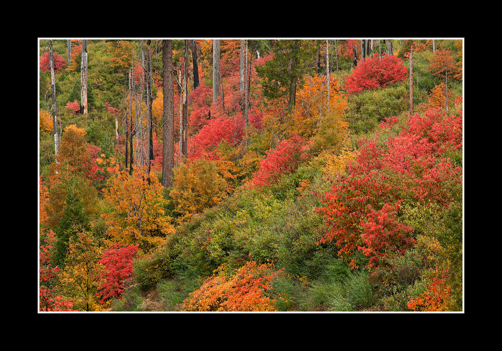 Yosemite's Bounty