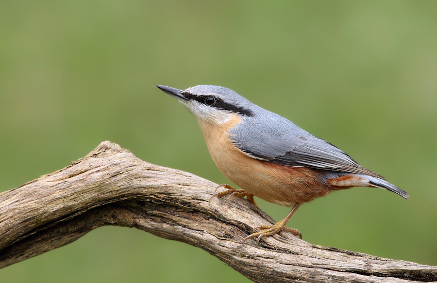 Nuthatch