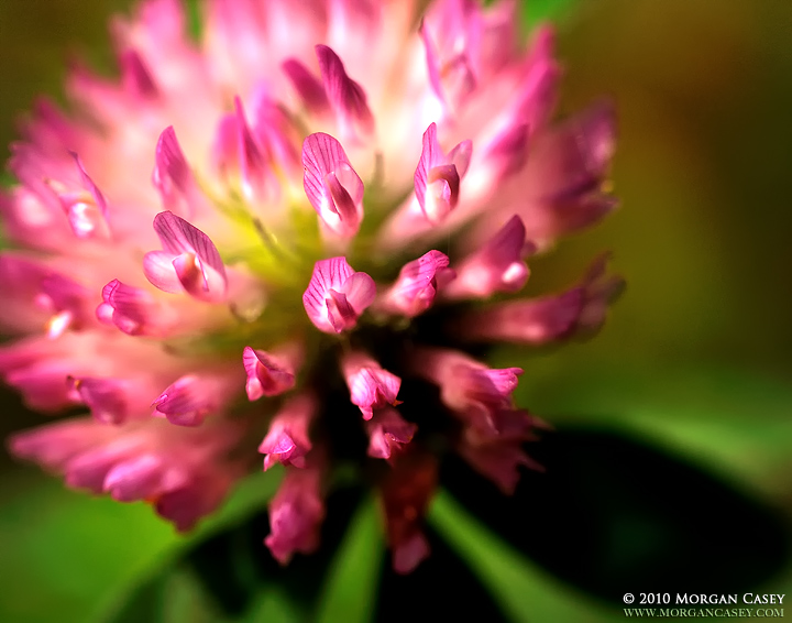 Red Clover