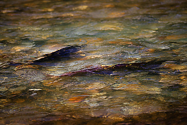 Salmon on the Skagit