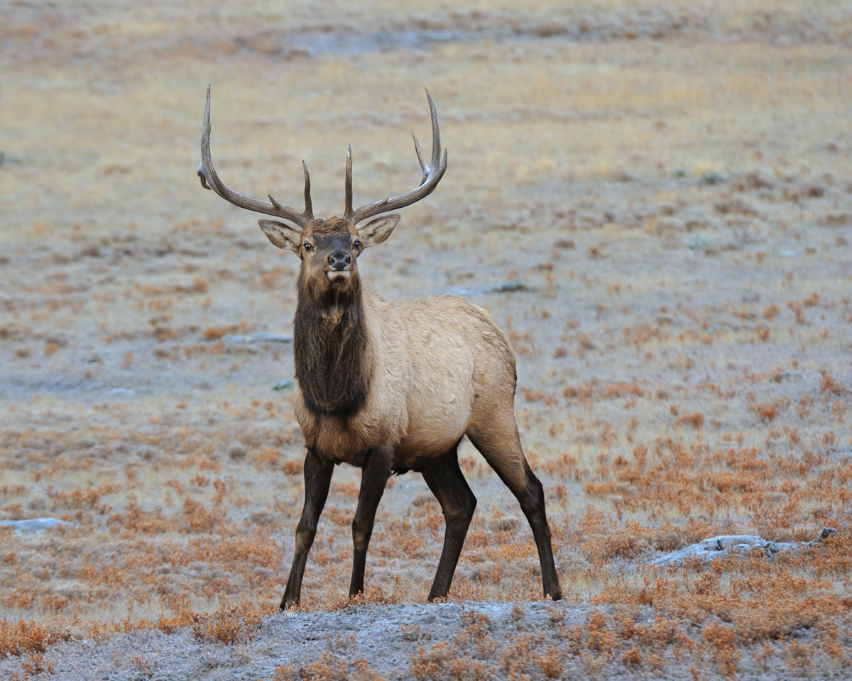 frost and bull elk