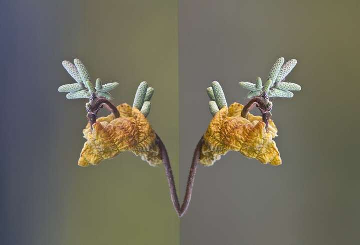 Hazel