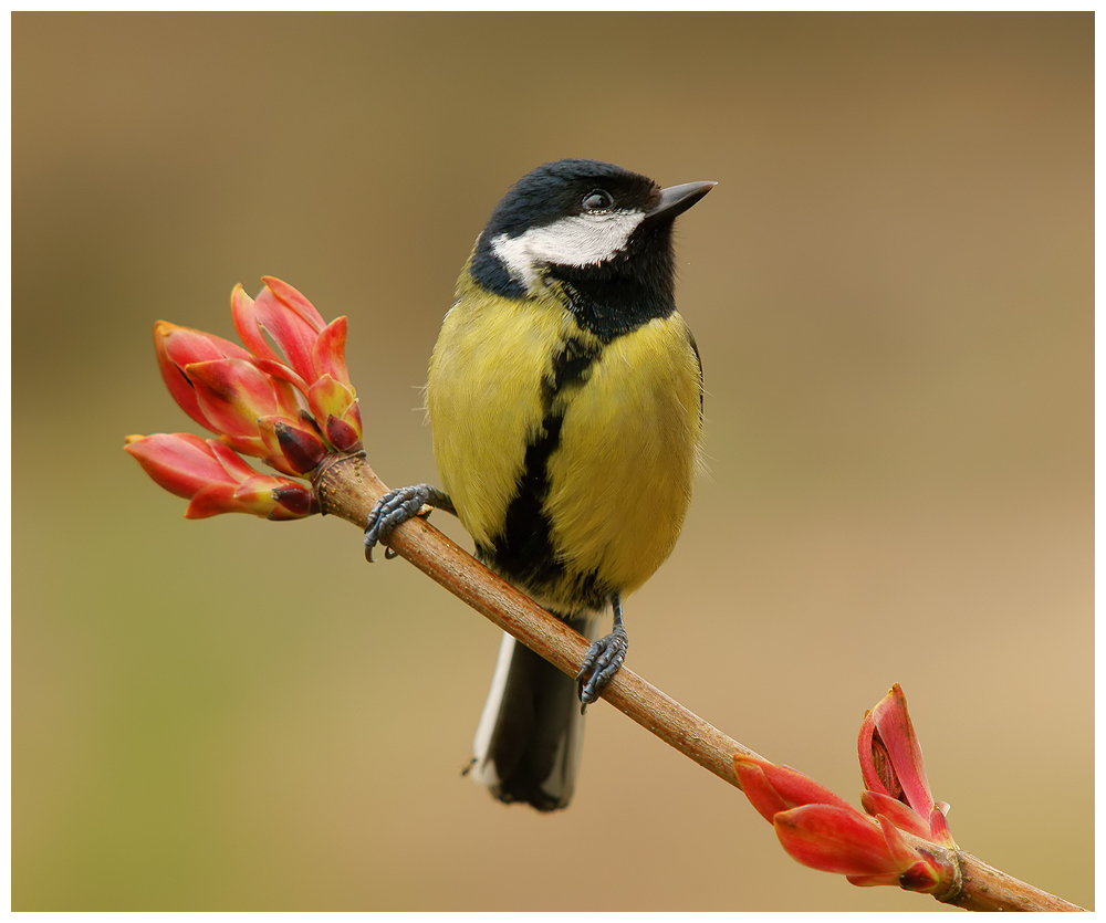 Great Tit