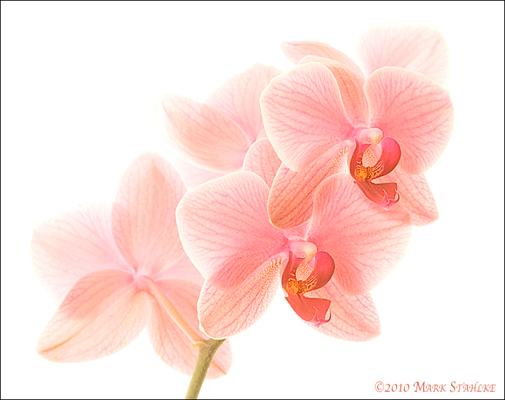 Phalaenopsis #2