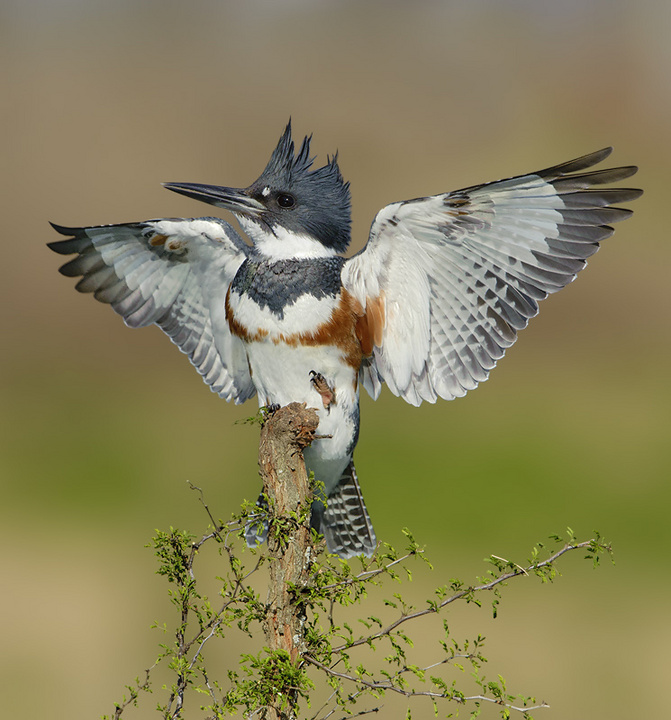 Belted Kingfisher