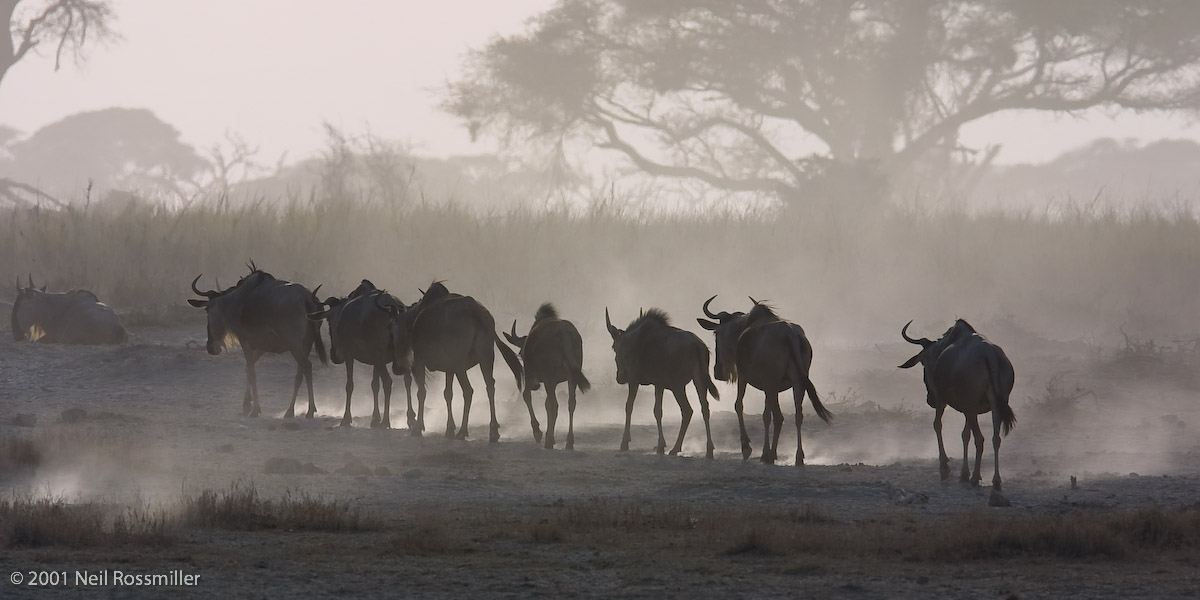 Wildebeest and Wind
