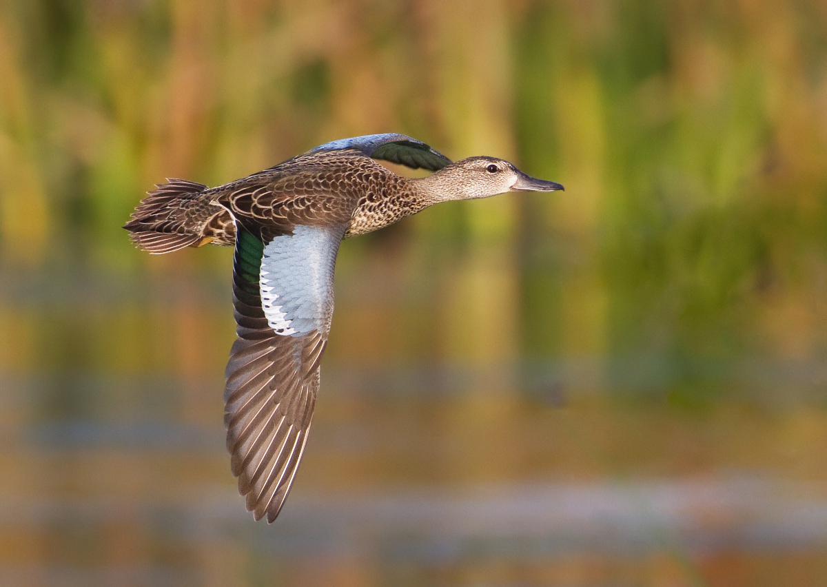 Blue-winged teal